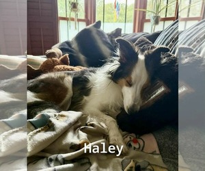 Mutt Dogs for adoption in Abingdon, MD, USA