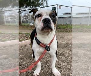 Bulldog Dogs for adoption in Sacramento, CA, USA