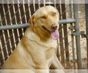 Labrador Retriever Dogs for adoption in Tallahassee, FL, USA