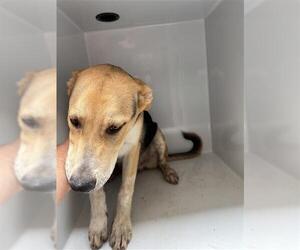 Carolina Dog-Unknown Mix Dogs for adoption in Houston, TX, USA