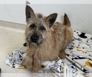 Irish Terrier-Unknown Mix Dogs for adoption in McKinleyville, CA, USA