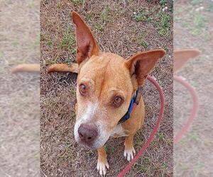 American Staffordshire Terrier-Unknown Mix Dogs for adoption in Fort Lauderdale, FL, USA