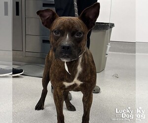 Boston Terrier-Unknown Mix Dogs for adoption in Washington, DC, USA