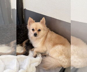 Pomeranian Dogs for adoption in Studio City, CA, USA