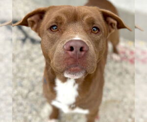 Mutt Dogs for adoption in Jefferson, WI, USA