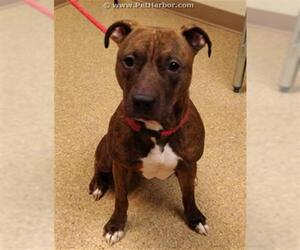 Staffordshire Bull Terrier Dogs for adoption in Palmer, AK, USA