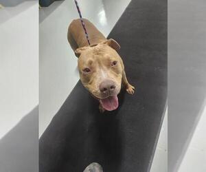 American Pit Bull Terrier-Unknown Mix Dogs for adoption in Temple, TX, USA