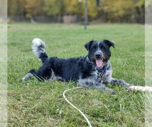 Australian Shepherd-Unknown Mix Dogs for adoption in Fort Wayne, IN, USA