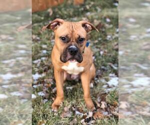 Bullboxer Pit Dogs for adoption in Whitewater, WI, USA