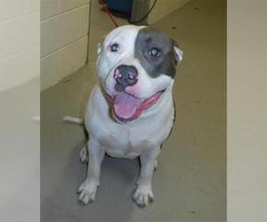 American Pit Bull Terrier Dogs for adoption in Sanford, FL, USA