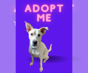 Labrador Retriever-Unknown Mix Dogs for adoption in Nashville, TN, USA