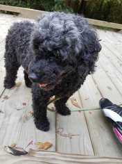 Poodle (Miniature) Dogs for adoption in Durham, NC, USA