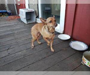 Miniature Pinscher-Unknown Mix Dogs for adoption in Lakeport, CA, USA