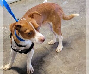 Jack Russell Terrier-Unknown Mix Dogs for adoption in Carrollton, TX, USA