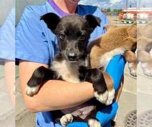 Border Collie-Unknown Mix Dogs for adoption in Stockton, CA, USA