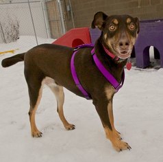 Doberman Pinscher-Unknown Mix Dogs for adoption in Springville, NY, USA