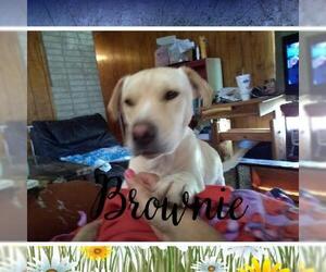 Chinese Shar-Pei-Labrador Retriever Mix Dogs for adoption in Pandora, TX, USA
