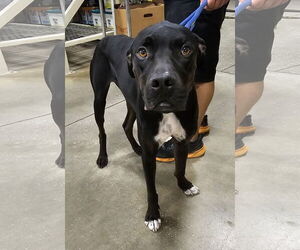 Catahoula Leopard Dog-Great Dane Mix Dogs for adoption in Melrose, FL, USA