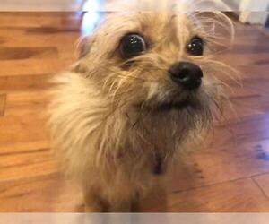 Chihuahua-Norwich Terrier Mix Dogs for adoption in Grosse pointe, MI, USA