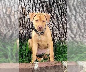 Vizsla Dogs for adoption in Stockton, CA, USA