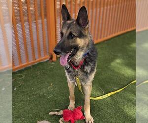 German Shepherd Dog-Unknown Mix Dogs for adoption in Las Vegas, NV, USA