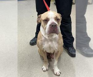 Bulldog-Unknown Mix Dogs for adoption in Grand Prairie, TX, USA