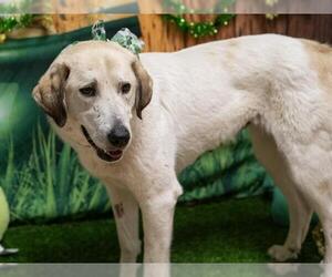 Anatolian Shepherd Dogs for adoption in Placerville, CA, USA