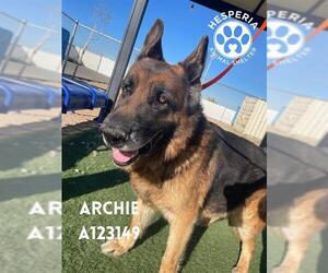 German Shepherd Dog Dogs for adoption in HESPERIA, CA, USA
