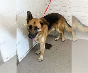 German Shepherd Dog Dogs for adoption in San Bernardino, CA, USA
