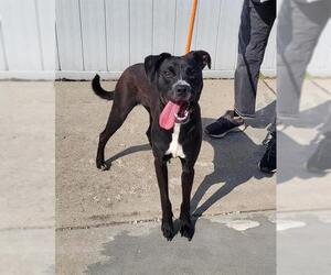 Boxer-Unknown Mix Dogs for adoption in Louisville, KY, USA