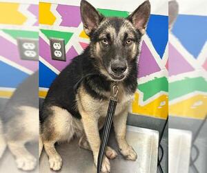 Gerberian Shepsky Dogs for adoption in Baytown, TX, USA