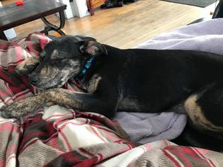 Mutt Dogs for adoption in Albany, NH, USA
