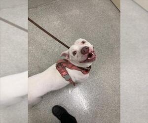 American Pit Bull Terrier Dogs for adoption in Fort Collins, CO, USA