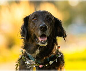 Retriever -Unknown Mix Dogs for adoption in Sandy, UT, USA