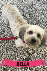 Schweenie Dogs for adoption in Key Largo, FL, USA