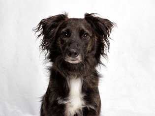 Border Collie Dogs for adoption in Franklin, TN, USA