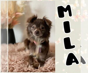Chihuahua-Unknown Mix Dogs for adoption in New London, WI, USA