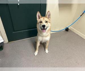 Siberian Husky Dogs for adoption in Pasadena, CA, USA