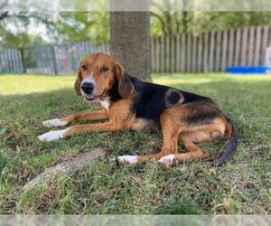 Treeing Walker Coonhound Dogs for adoption in Des Moines, IA, USA