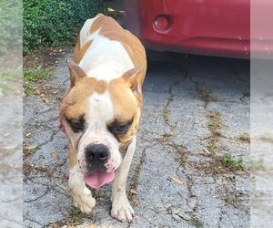 Bulldog-Unknown Mix Dogs for adoption in San Antonio, TX, USA