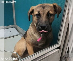 Mutt Dogs for adoption in Oklahoma City, OK, USA