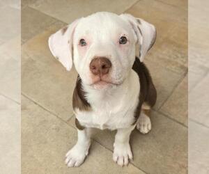 American Pit Bull Terrier-Unknown Mix Dogs for adoption in Las Vegas, NV, USA