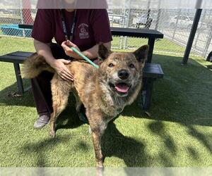 Akita-Unknown Mix Dogs for adoption in Downey, CA, USA