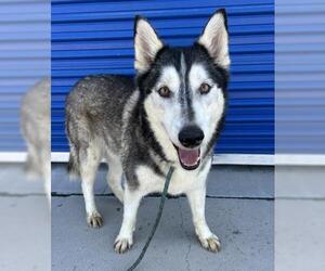 Siberian Husky Dogs for adoption in Bakersfield, CA, USA