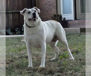 Labrador Retriever-Parson Russell Terrier Mix Dogs for adoption in Grovertown, IN, USA