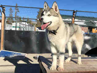 Siberian Husky Dogs for adoption in Frisco, CO, USA