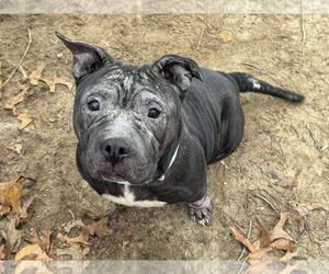 American Pit Bull Terrier-Unknown Mix Dogs for adoption in Millersville, MD, USA