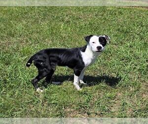 Pointer-Unknown Mix Dogs for adoption in Grovetown, GA, USA