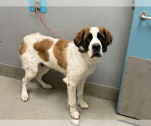 Saint Bernard-Unknown Mix Dogs for adoption in Las Vegas, NV, USA