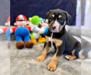 Mutt Dogs for adoption in Canton, CT, USA